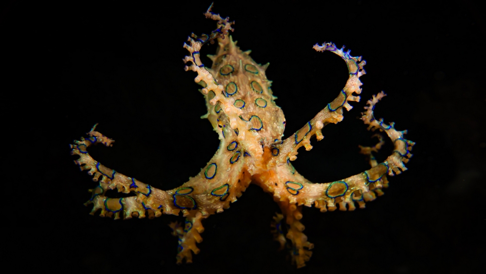 The Mysterious Life of the Blue-Ringed Octopus